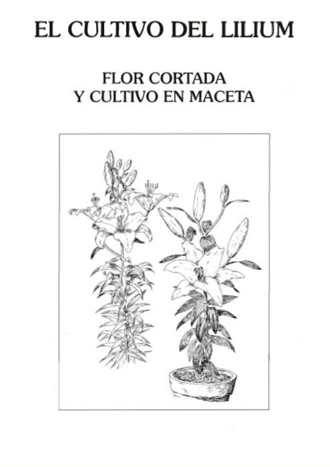 El Cultivo del Lilium Flor Cortada y cultivo en maceta - Bulbos