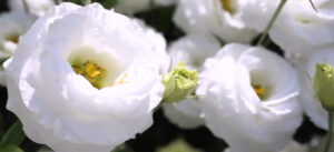 Flores blancas de portada del artículo