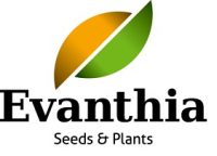 Logo Evanthia